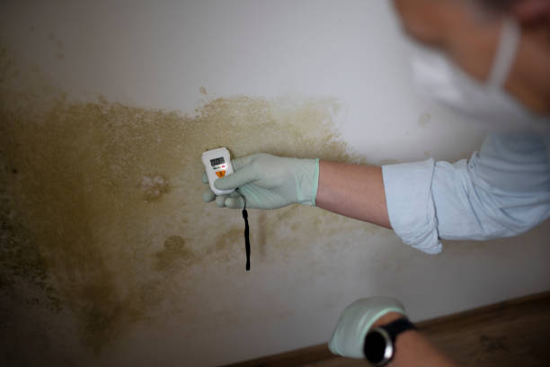 Best DIY Mold Remediation Support Services in Moosup, CT