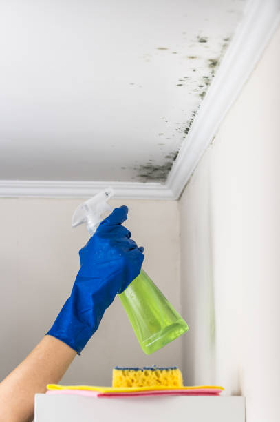 Best Crawl Space Mold Remediation in Moosup, CT